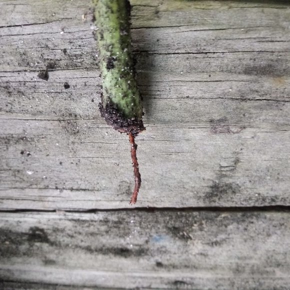 1 Rooted Pencil Cactus Starter - Picture 4 of 5